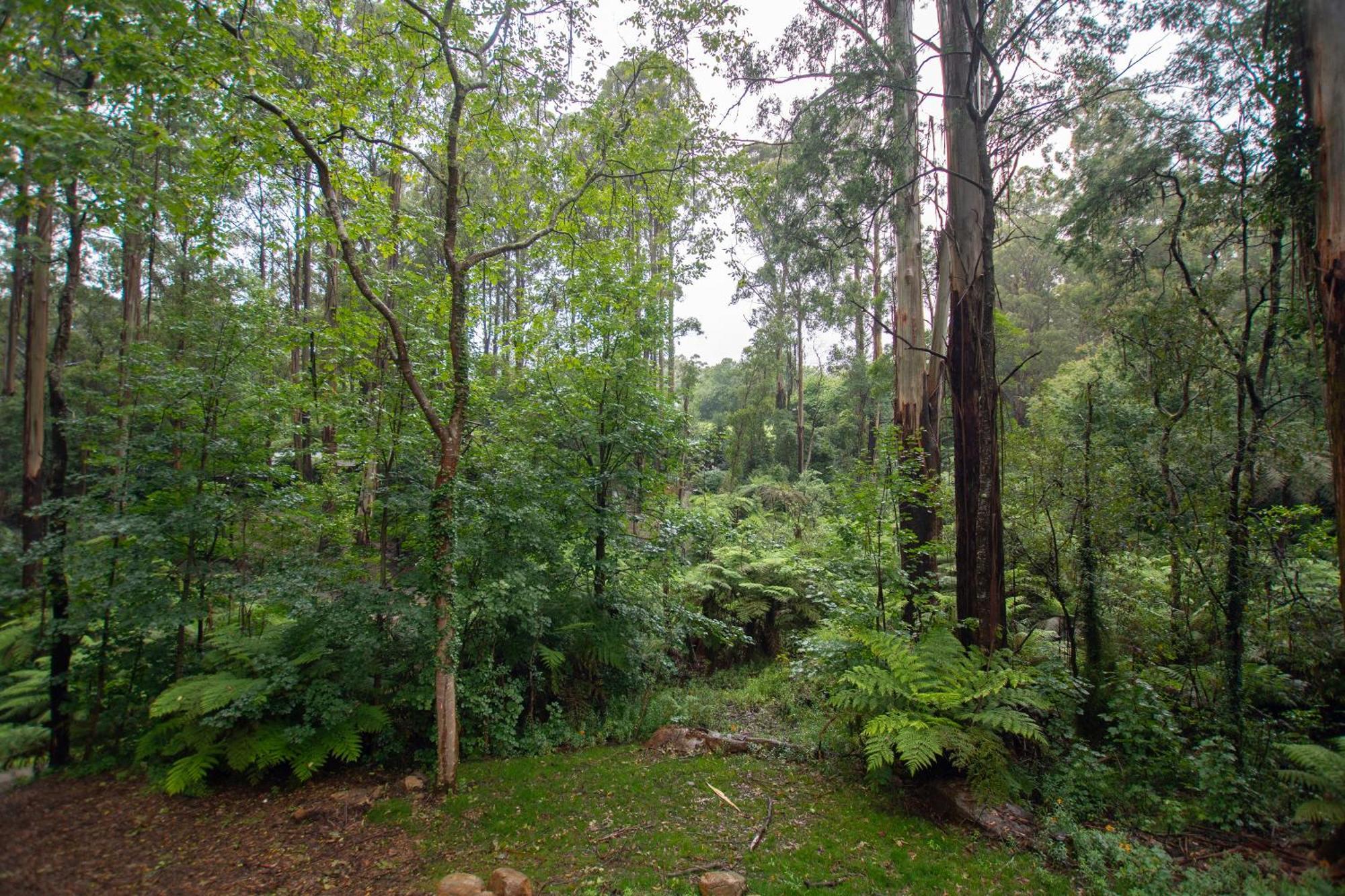 The Fernglen Forest Retreat Mount Dandenong Exterior foto