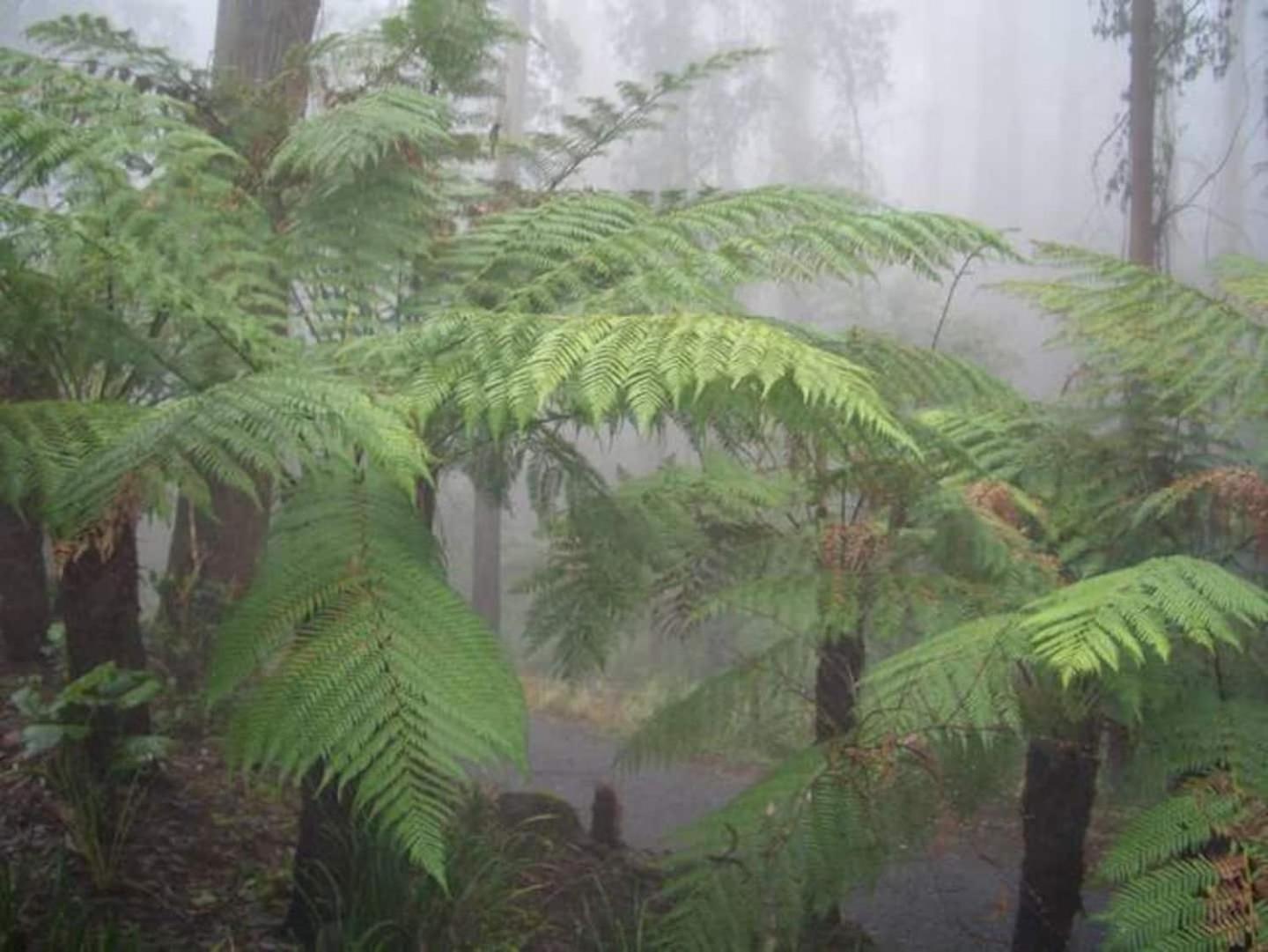 The Fernglen Forest Retreat Mount Dandenong Exterior foto
