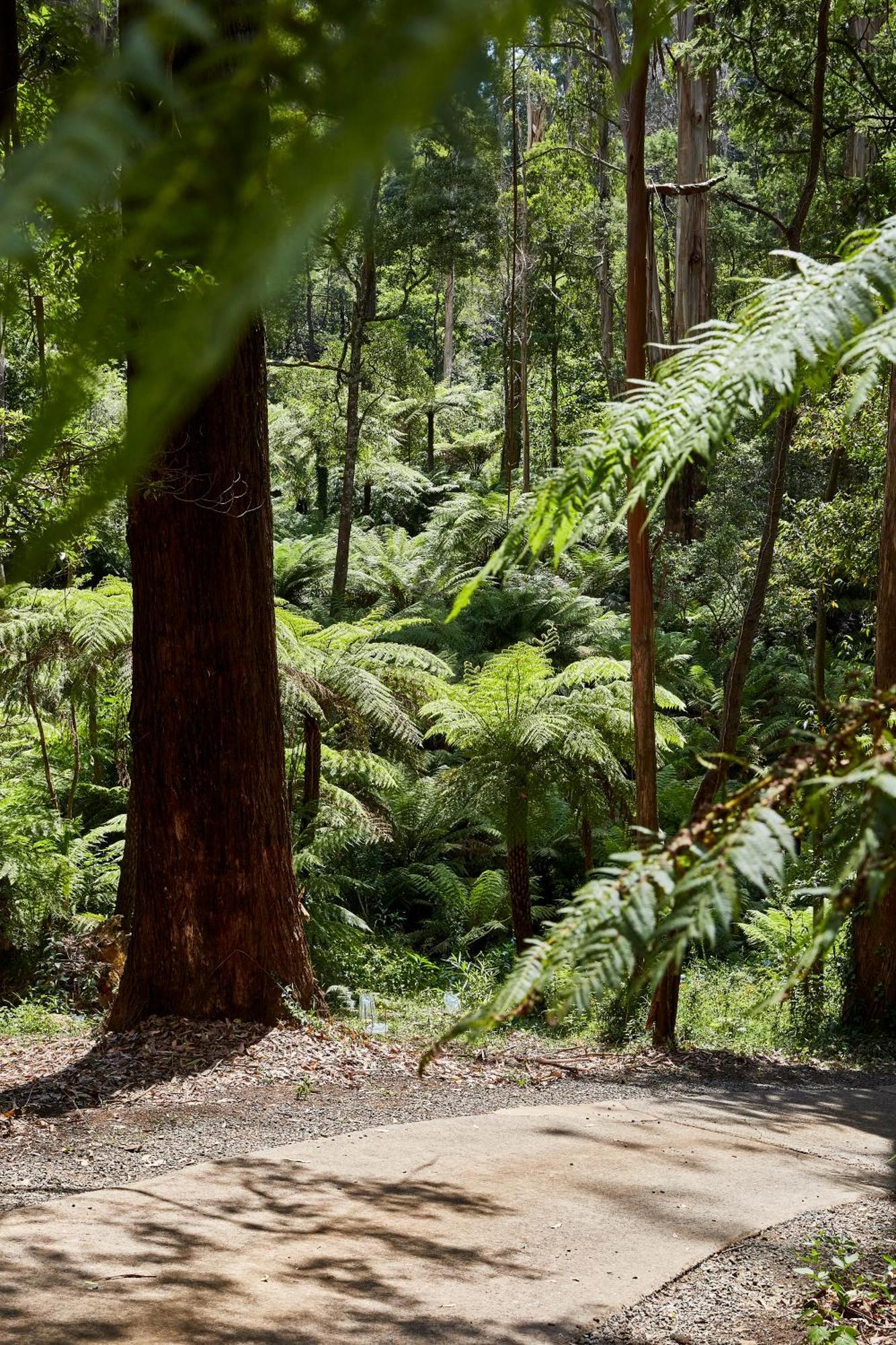 The Fernglen Forest Retreat Mount Dandenong Exterior foto